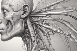 Anatomy of the Respiratory System