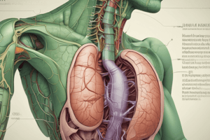 Gallbladder and Bile System Overview