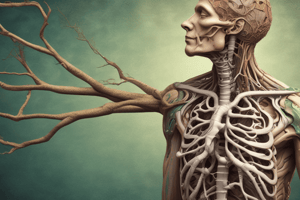 Respiratory System: Trachea and Bronchial Tree