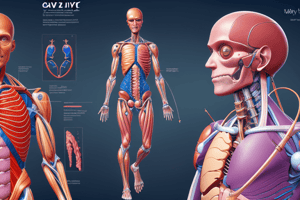 Abdominal Vasculature Quiz