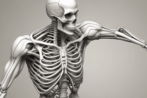 Skeletal Muscles: Definition, Structure, and Function