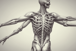 Upper Limb Anatomy