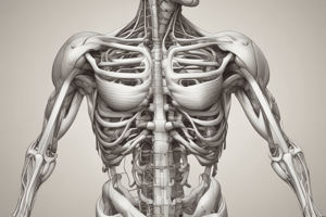 Anatomy of the Quadriceps Muscle