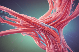 Cells & Tissues Lect 4: Muscle Tissue Features