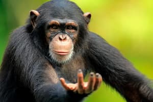 Language and Communication in Apes