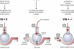 165. Quiz Ciclo sexual femenino I 325-339