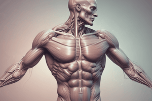 Types of Muscle Levers in the Human Body