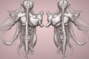 Human Male Reproductive System