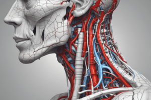 Human Anatomy Lecture 19: Arteries of the Head and Neck