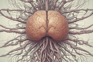 Anatomy of the Nervous System