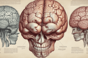 Anatomy of the Head and Neck: The Brain