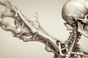 Anatomie de l'os Coxal et Acétabulum