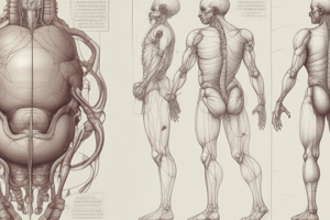 MALE REPRODUCTIVE SYSTEM