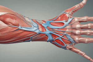 Muscle Anatomy: Thenar Muscles Overview