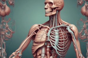 Anatomy of the Large Intestine