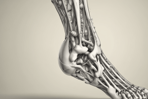 Anatomy of the Ankle Joint