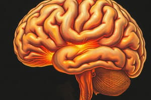 Neurociencia: Estructura y Funciones