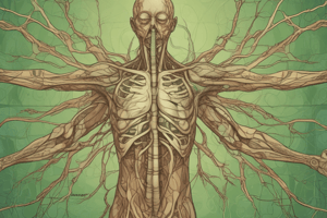 Lymphatic System and Its Functions