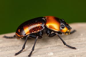 Beetle Orders and Taxonomy Guide