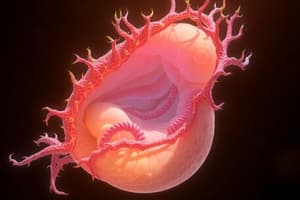 Embryology Quiz: Mesoderm Development