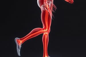 The Walk-to-Run Transition and Muscle Mechanics