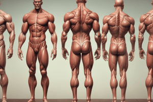 The Anatomy of the Muscular System