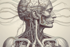 Anatomy of Brain Blood Supply