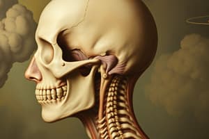 Head, Neck, and TMJ Anatomy