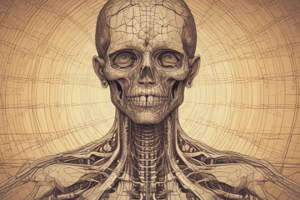 Neuroanatomy: Pyramidal Tracts