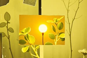 Photosynthesis: Light Reaction