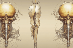 Anatomy and Physiology: The Nephron and Urine Formation