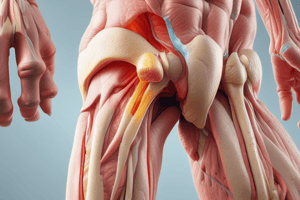 Adduktor Longus Tendon Injury Quiz