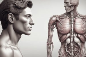 Anatomia Humana: Órgãos Internos e Glândulas Acessórias