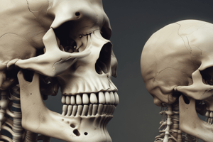 Human Skull Structure