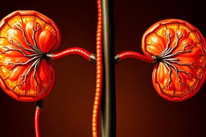 L1 Endocrinal function of Kidney (P1 Mid)