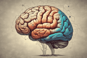 Brain Areas Overview