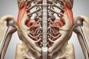 Sacroiliac Ligaments Anatomy