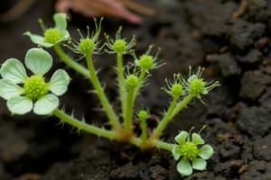 Grandes Grupos de Vegetales