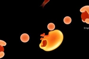 Embryonic Period & Carnegie Stages