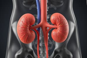 Urinary System Overview