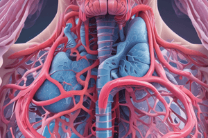 Respiratory System: Trachea, Bronchi, and Larynx Structure