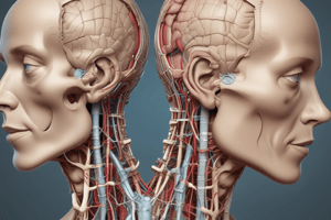 Anatomy of Head and Neck