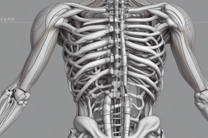 Skeletal Muscle Fiber Types