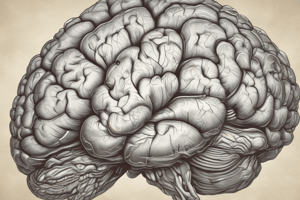 Structure of the Cerebrum