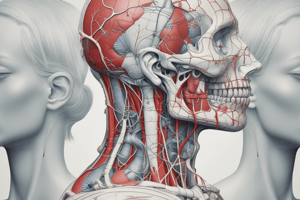 Anatomy of the Head and Neck: Blood Supply and Venous Drainage