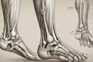 Anatomy of the Ankle Joint