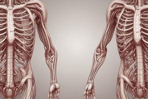 Thoracic Region Aorta Branches