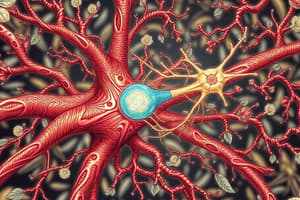 Neuromuscular Junction Overview