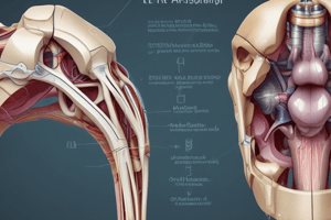 Anatomy of the Knee Joint