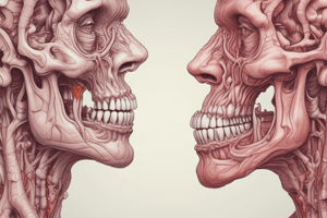 Mouth and Digestion Overview